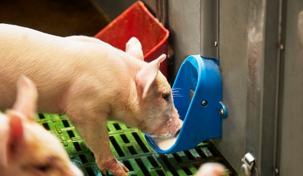 Drinking piglets from Pump'n'Grow